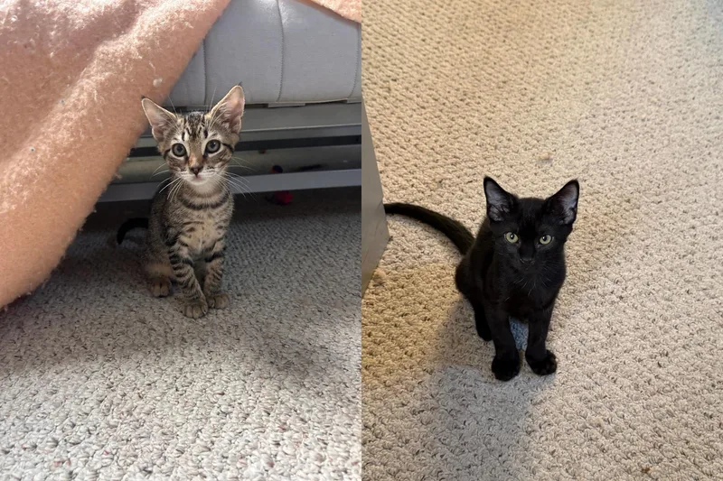 A baby medium-sized male Domestic Short Hair cat named Drama and Romance for adoption in Melrose, MA