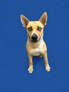 A young medium-sized female Husky dog named Montana for adoption in Agoura, CA
