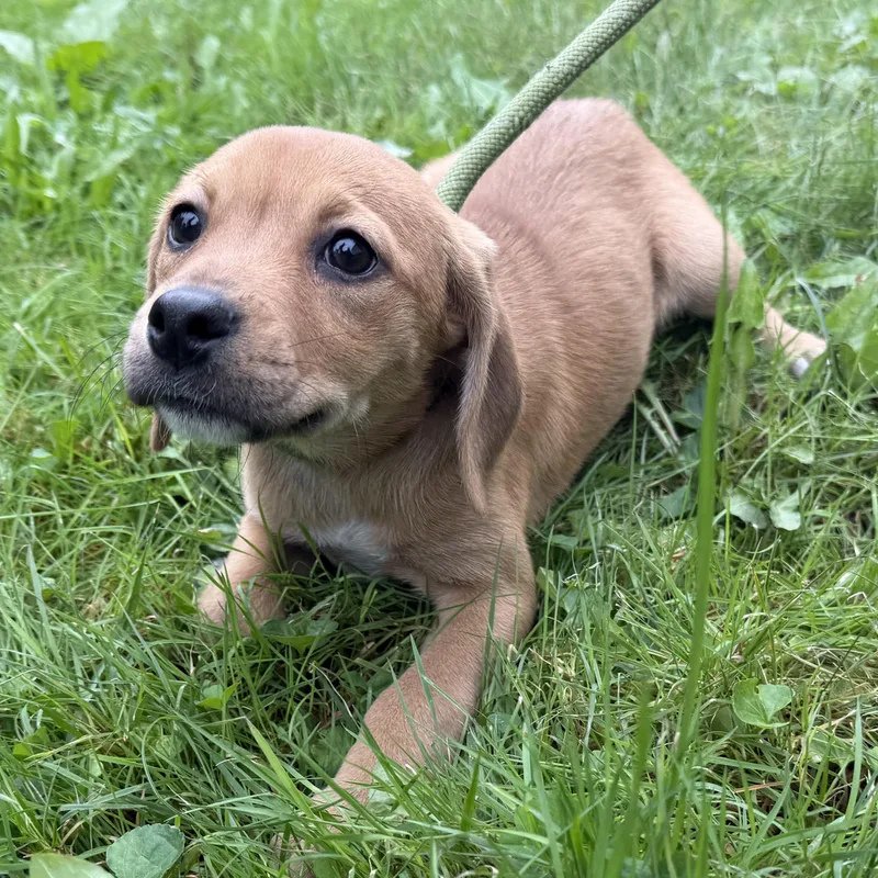 A baby medium-sized female Terrier dog named Olivia for adoption in Latrobe, PA