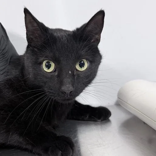 A senior medium-sized male Black Domestic Short Hair cat named Sammy for adoption in New York, NY