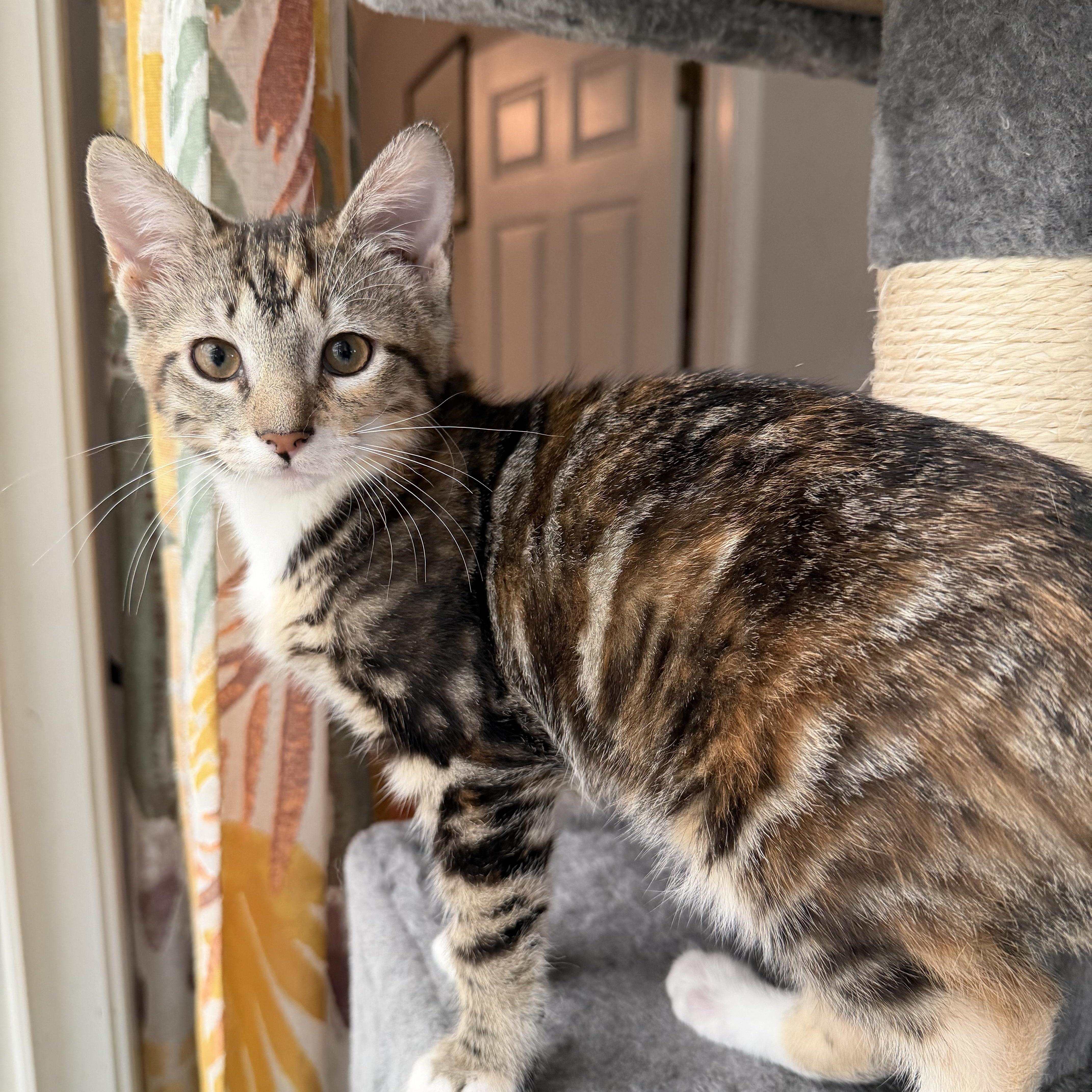 A baby medium-sized female Domestic Short Hair cat named Tiff for adoption in Pawleys Island, SC