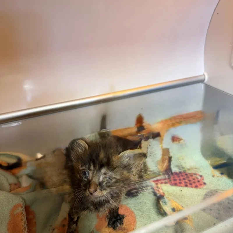 A baby small-sized female Orange / Red Domestic Short Hair cat named Sunny for adoption in Pauls Valley, OK