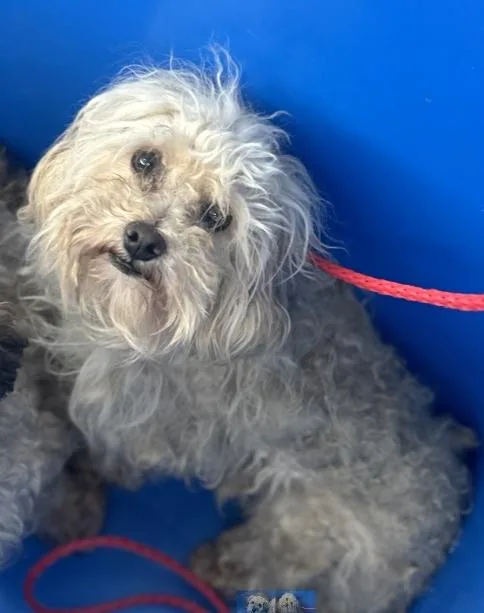 A young small-sized male Mixed Breed dog named Nimbus for adoption in Dallas, TX