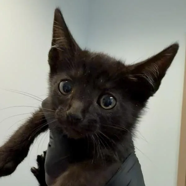 A baby small-sized male Domestic Short Hair cat named Carlson for adoption in San Diego, CA