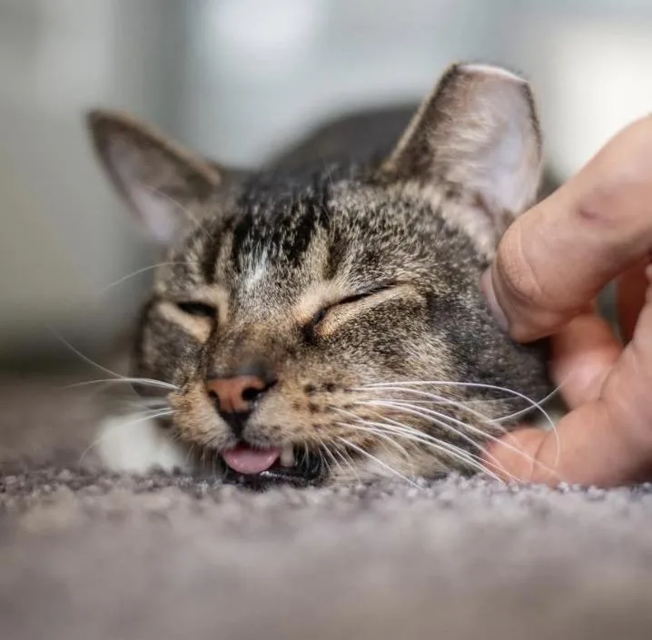 An adult medium-sized male Domestic Short Hair cat named Beelzebub for adoption in Tampa, FL