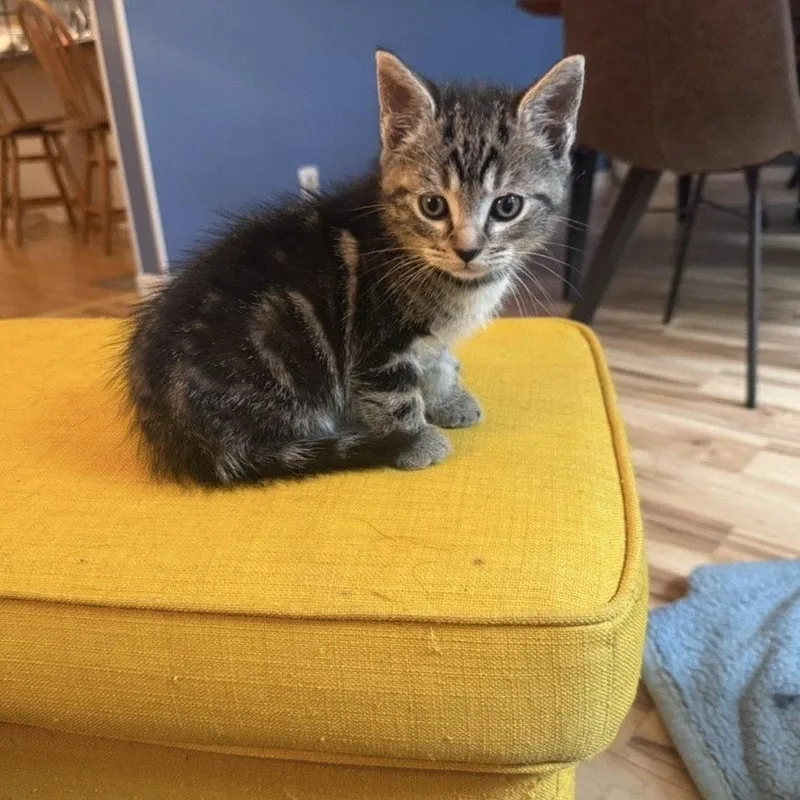 A baby medium-sized male Domestic Short Hair cat named Norman for adoption in Candler, NC