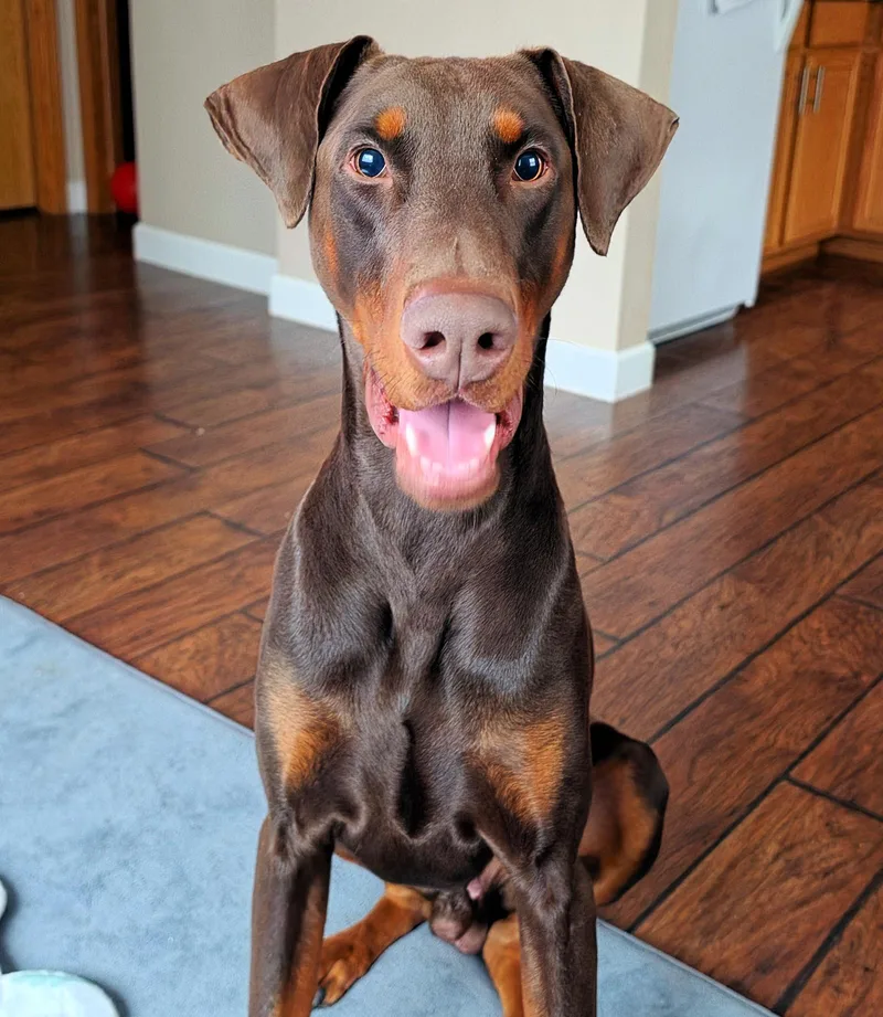 A young large-sized male Doberman Pinscher dog named Chase for adoption in Omaha, NE