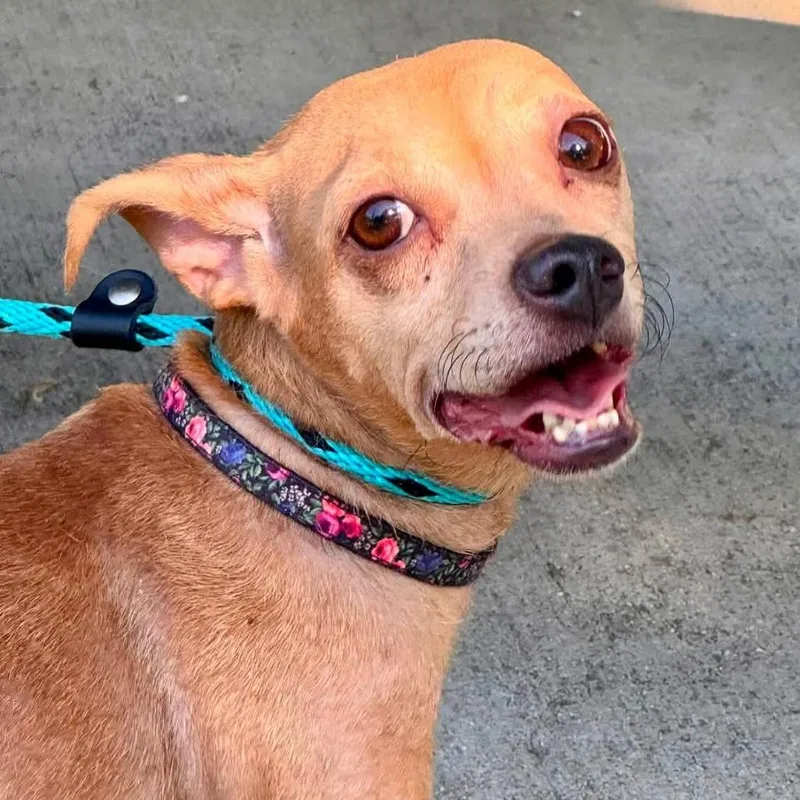An adult small-sized female Yellow / Tan / Blond / Fawn Chihuahua dog named Anyu Costa Mesa for adoption in Chino Hills, CA