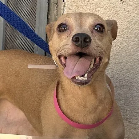 Anyu  Costa Mesa thumbnail 3