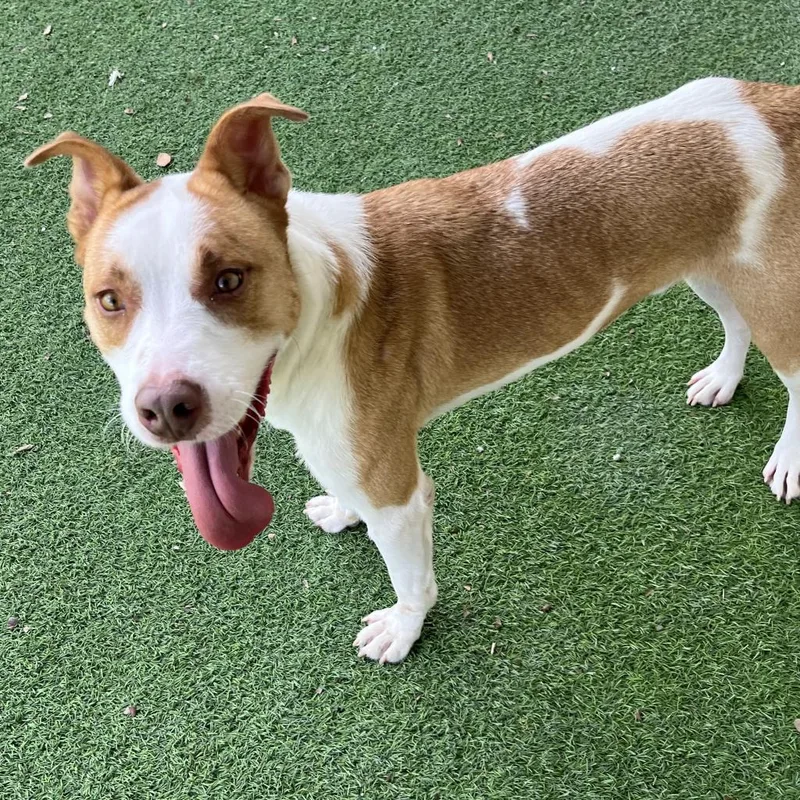 Buddy Aka Spruce thumbnail 2