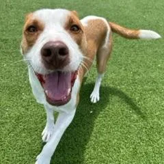 Buddy Aka Spruce thumbnail 3