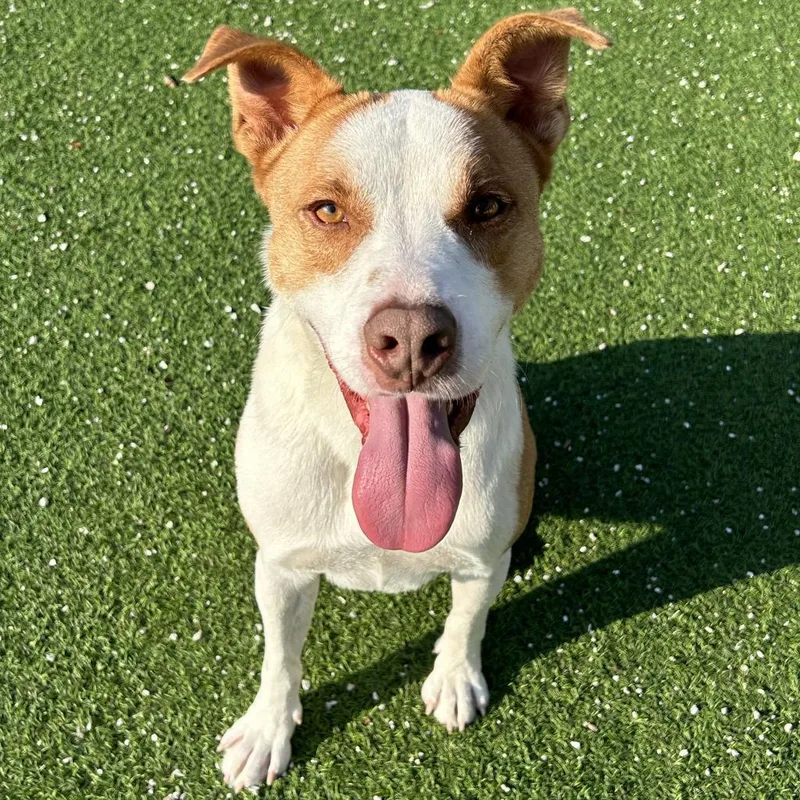 Buddy Aka Spruce thumbnail 5