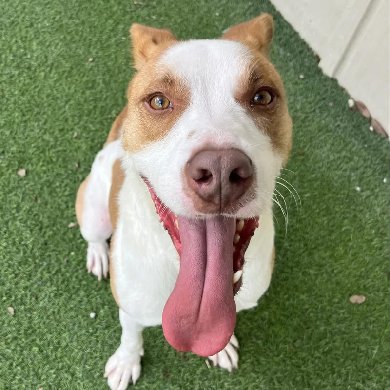 Buddy Aka Spruce thumbnail 6