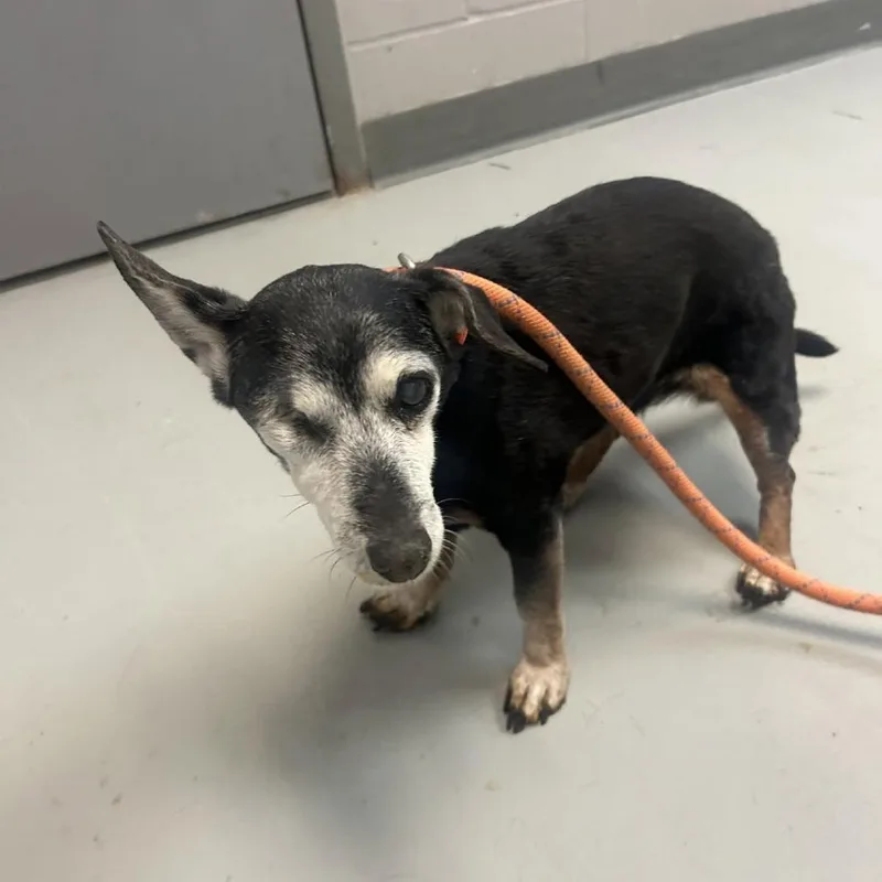 A senior small-sized female Dachshund dog named Abby for adoption in Rochester, MN