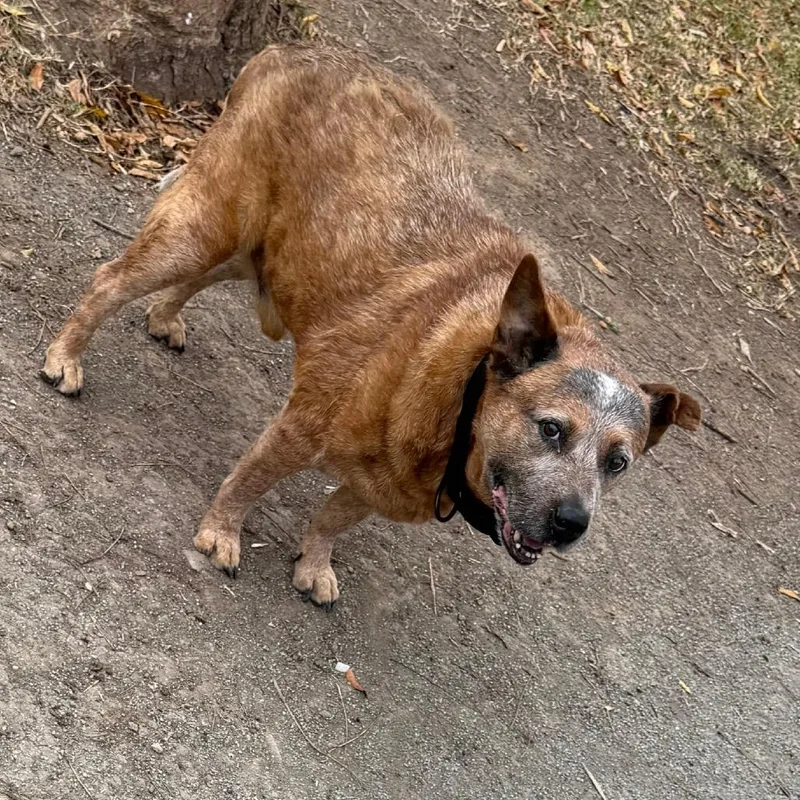 A senior medium-sized male Red / Chestnut / Orange Cattle Dog named Cinch for adoption in Lake Jackson, TX