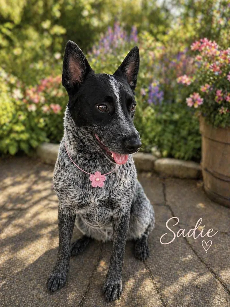 Sadie thumbnail 2