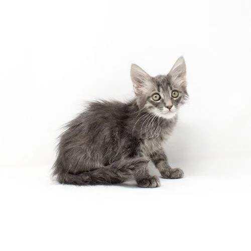A baby medium-sized male Domestic Medium Hair cat named Zlatan for adoption in Florence, AZ