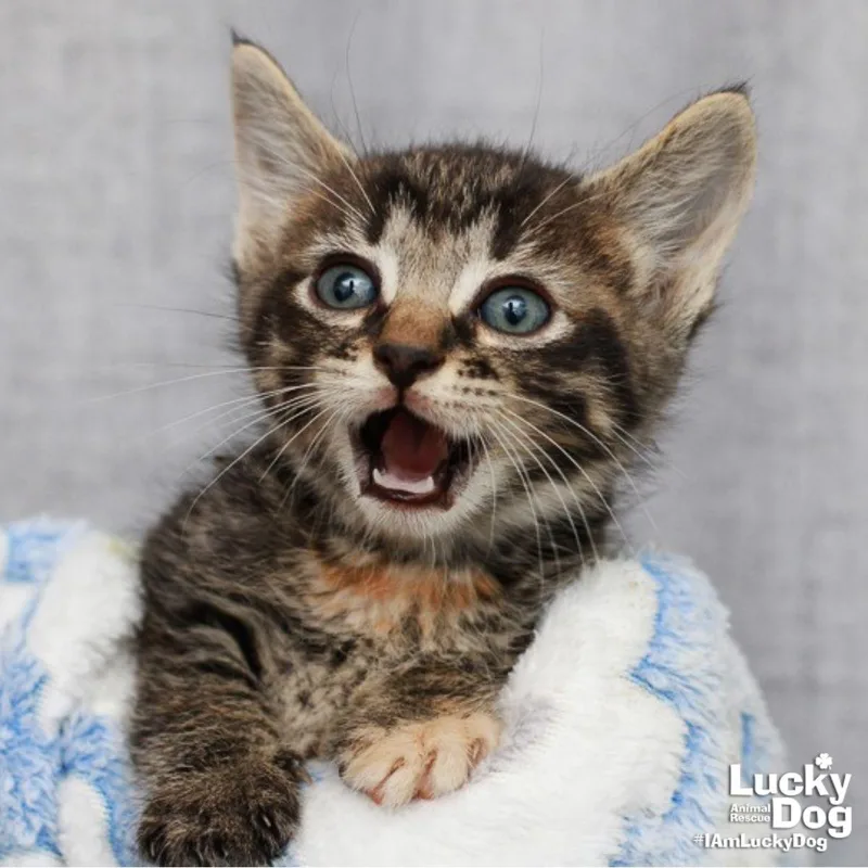A baby medium-sized female Domestic Short Hair cat named Heather for adoption in Washington, DC