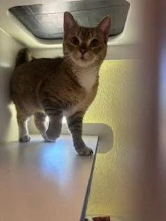 An adult medium-sized female Domestic Short Hair cat named Dior for adoption in Divide, CO