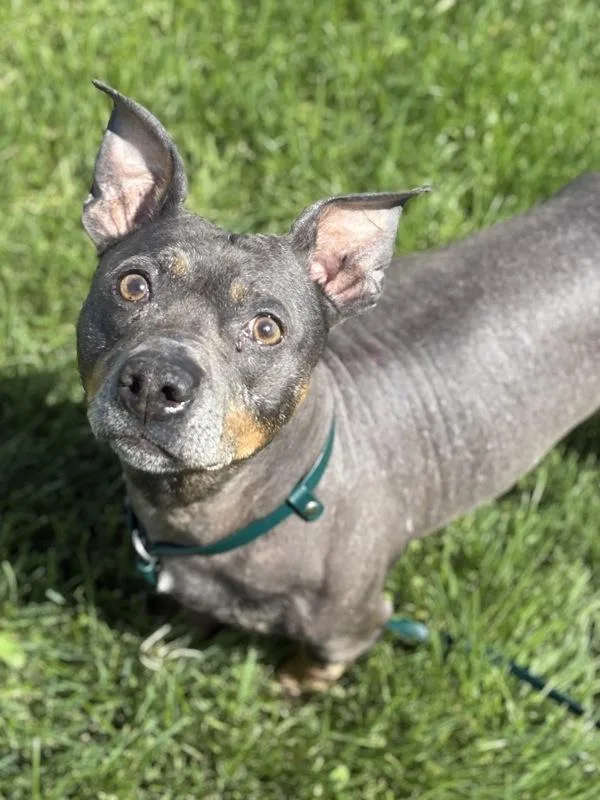 An adult small-sized male Terrier dog named Fletcher for adoption in Lancaster, OH