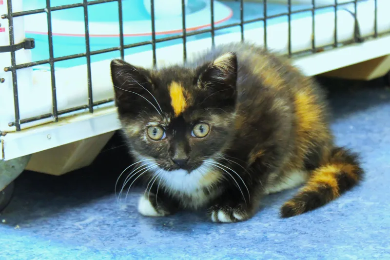A baby medium-sized female Calico cat named Chipmunk for adoption in Urbana, OH