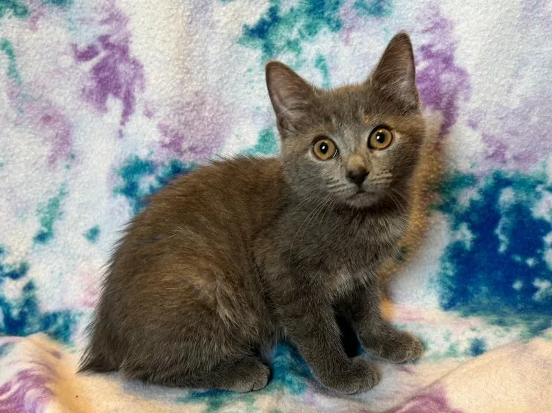 A baby small-sized female Manx cat named Gypsy for adoption in Rutherfordton, NC