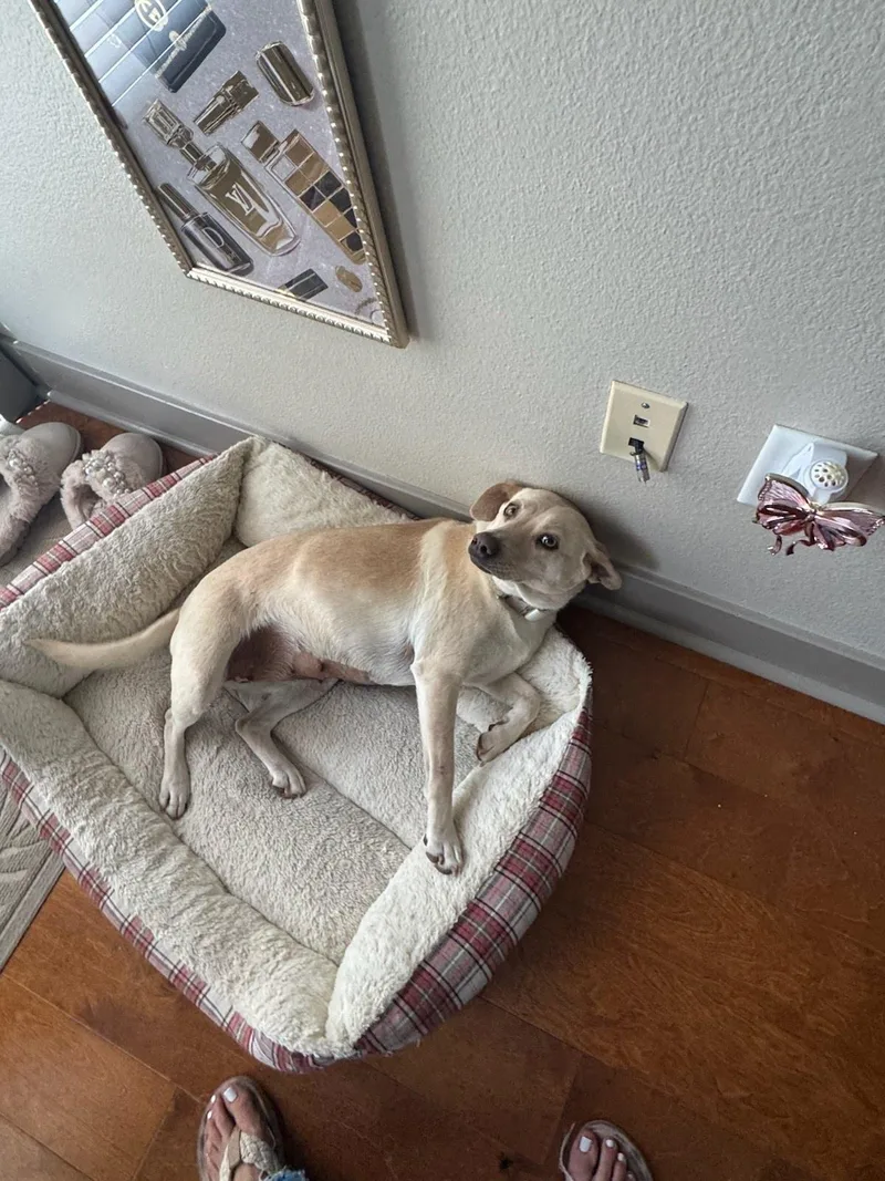 Princess Leia thumbnail 3