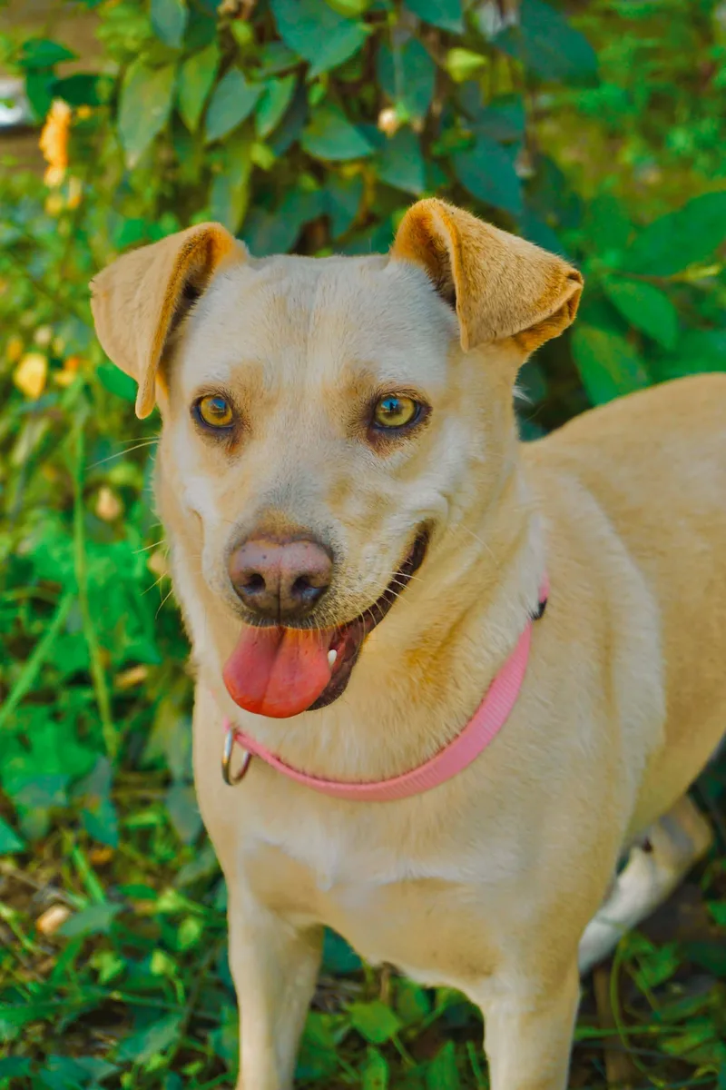 Princess Leia thumbnail 4