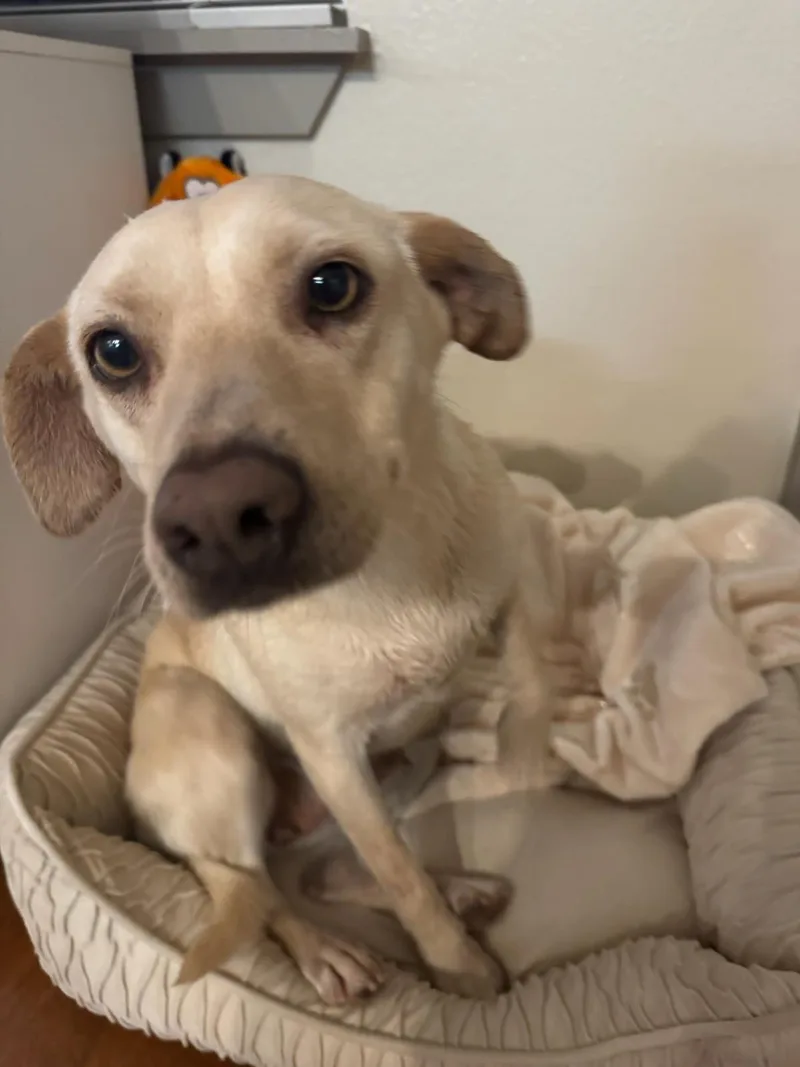 An adult small-sized female Labrador Retriever dog named Princess Leia for adoption in San Diego, CA