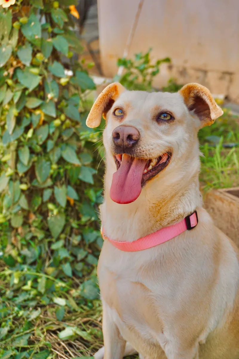 Princess Leia thumbnail 6