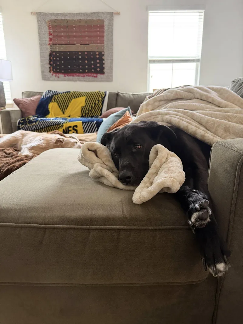 A young medium-sized male Labrador Retriever dog named Milo for adoption in New Smyrna Beach, FL