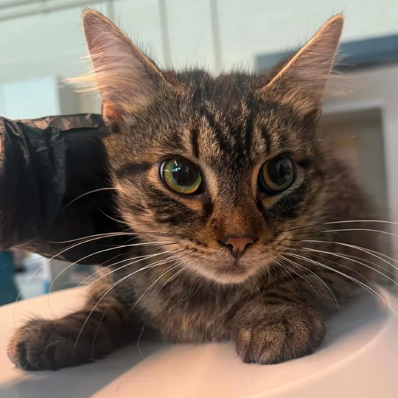 An adult medium-sized male Brown / Chocolate Domestic Short Hair cat named Adamson for adoption in Huntington, WV