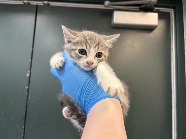 A baby small-sized male Domestic Short Hair cat named Tango for adoption in Thousand Palms, CA
