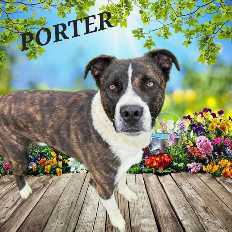 Porter