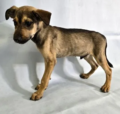A baby medium-sized male Rat Terrier dog named Fox for adoption in Morton Grove, IL