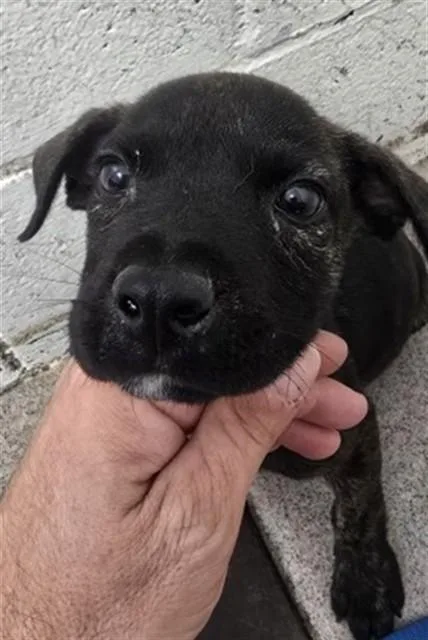 A baby small-sized female Chihuahua dog named Anastacia for adoption in San Bernardino, CA