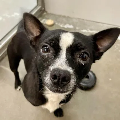 An adult small-sized male Chihuahua dog named Jack for adoption in Camano Island, WA