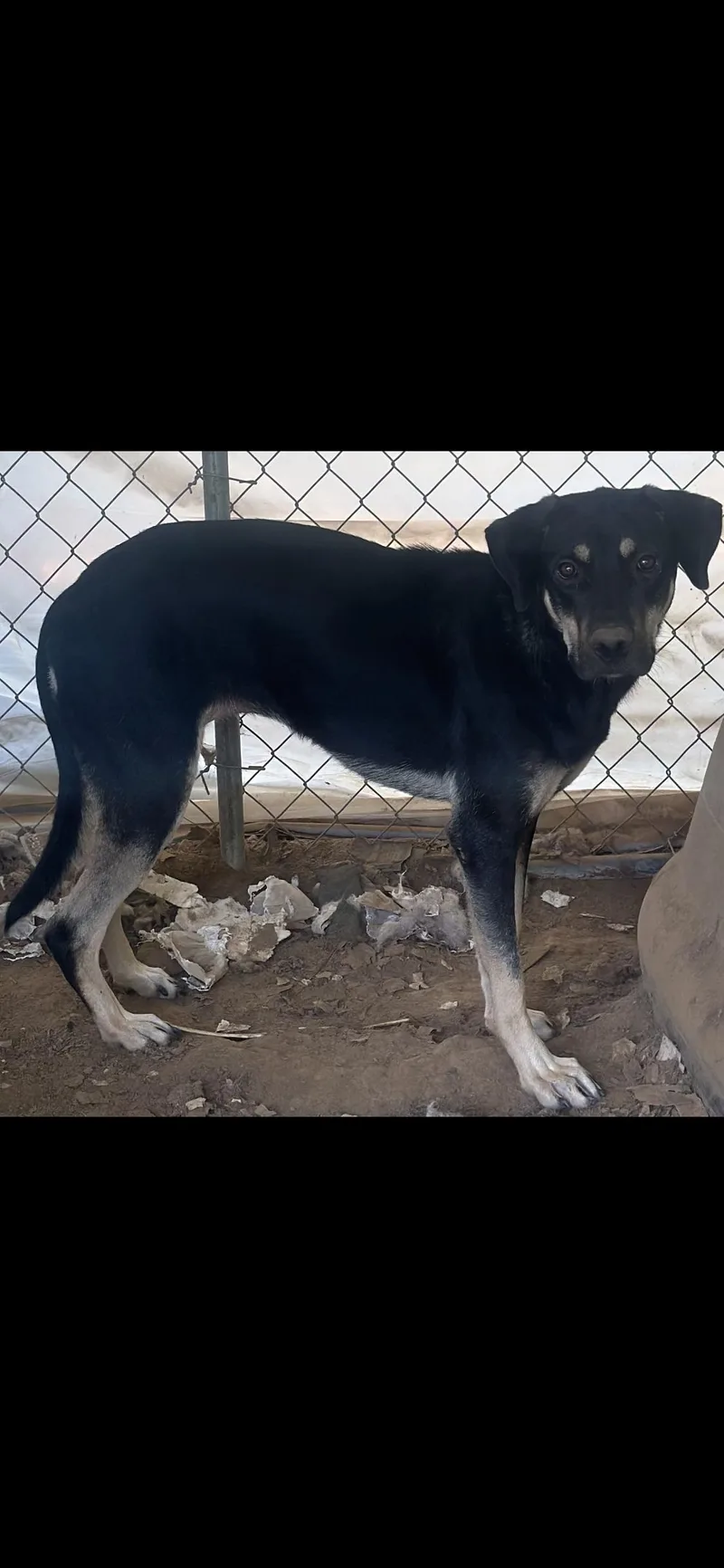 An adult medium-sized female Bicolor Mixed Breed dog named Maddie for adoption in Bruce, MS