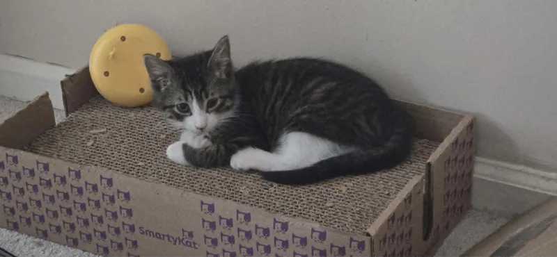 A young medium-sized male Domestic Short Hair cat named Lager for adoption in Fulton, NY
