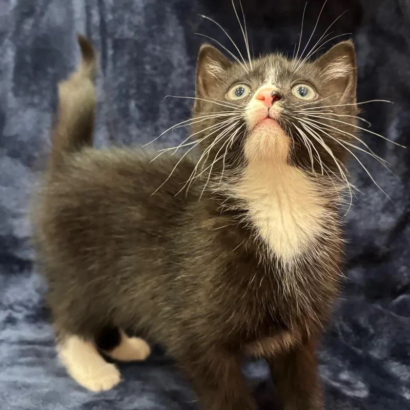 A baby small-sized male Black Domestic Short Hair cat named Buoy for adoption in Washington Township, OH