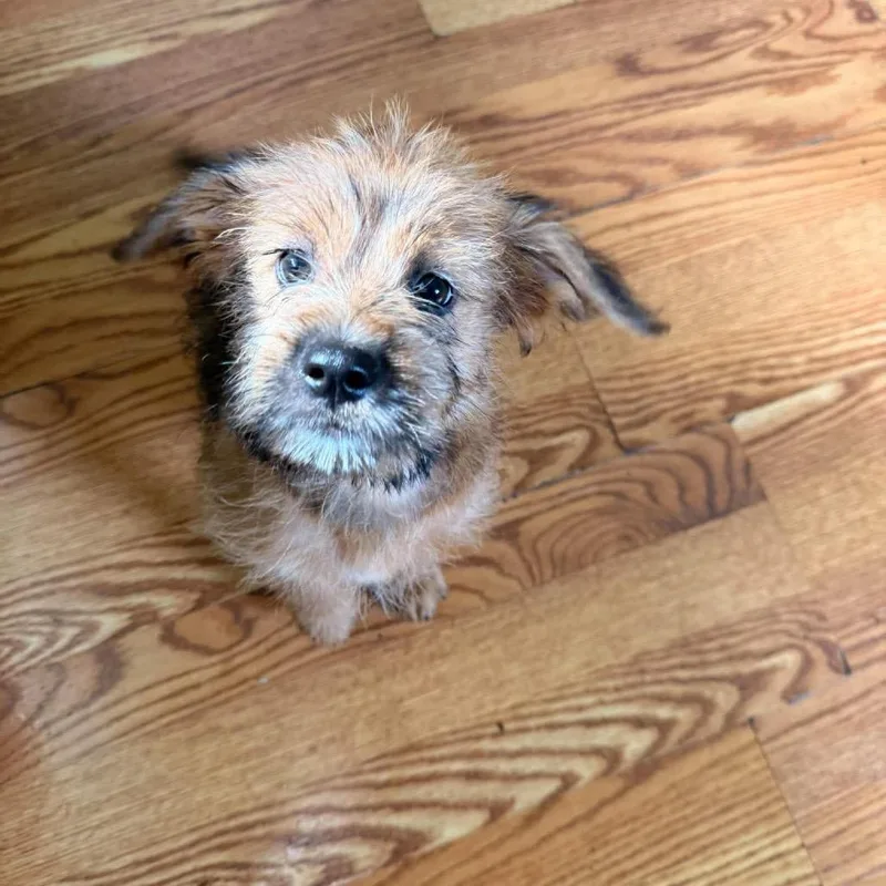 A baby small-sized female Terrier dog named Pumpkin for adoption in Farmersville, OH