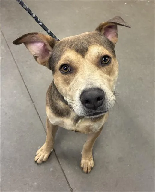A young large-sized male German Shepherd Dog dog named Parrot for adoption in Phoenix, AZ