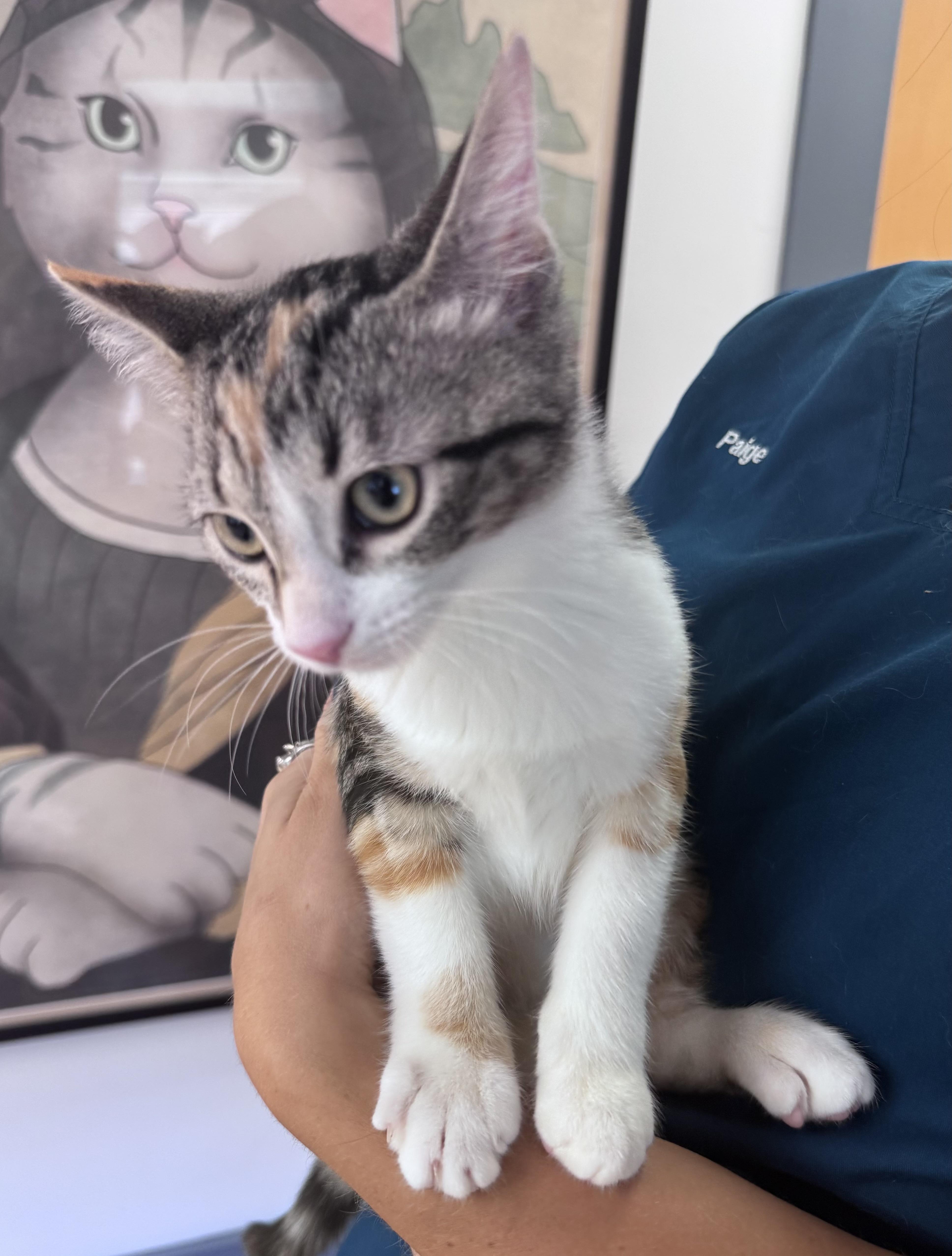 A baby medium-sized female Calico cat named Birch for adoption in Tallahassee, FL