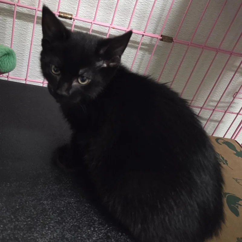 A baby small-sized male Black Domestic Short Hair cat named Tito for adoption in Priest River, ID