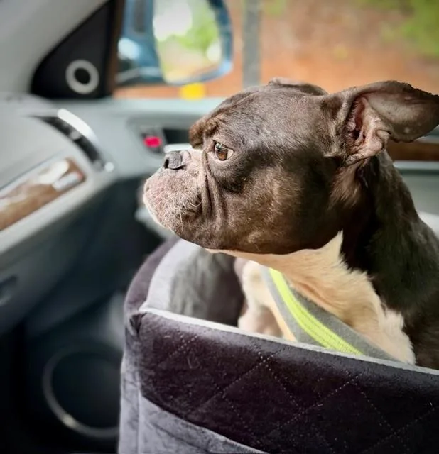An adult medium-sized female Tricolor (Brown, Black, & White) Boston Terrier dog named Jitterbugcolumbia  Sc for adoption in Maryville, TN