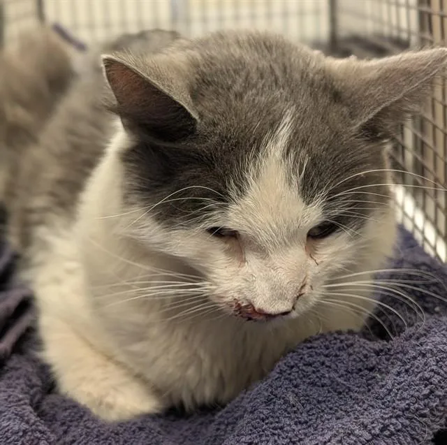 An adult medium-sized female Domestic Short Hair cat named Flower for adoption in Ontario, CA