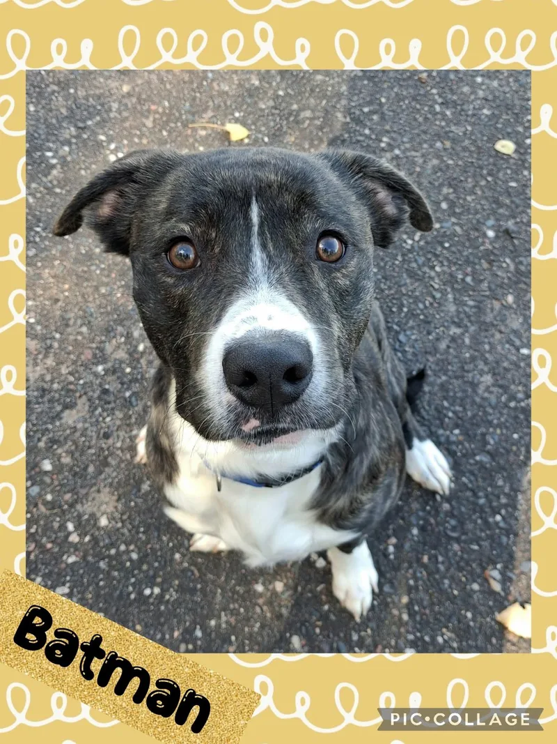 A young large-sized male Brindle Mixed Breed dog named Batman for adoption in Iron River, MI