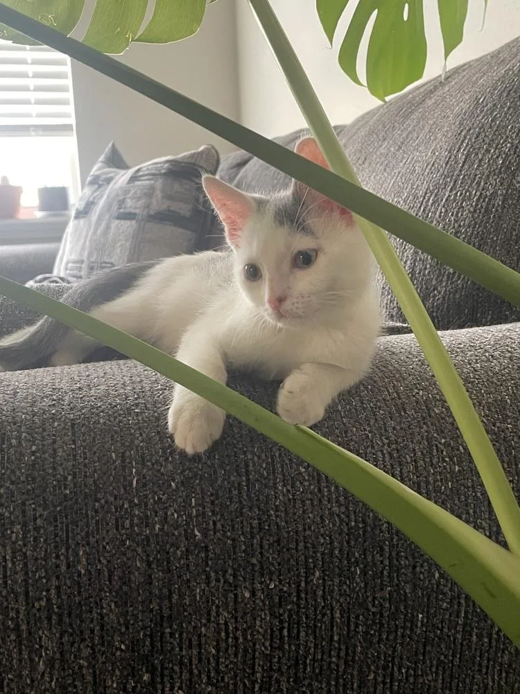 A baby small-sized male Gray & White Domestic Short Hair cat named Obi Wan for adoption in Brandon, FL