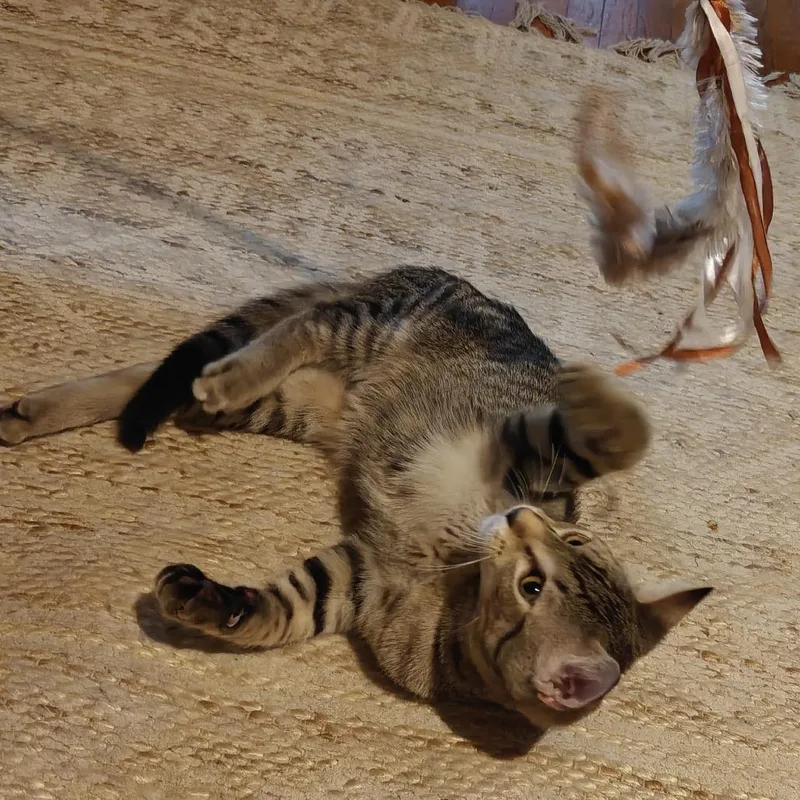 A baby small-sized male Brown / Chocolate Domestic Short Hair cat named Dibbles for adoption in St. Paul, MN