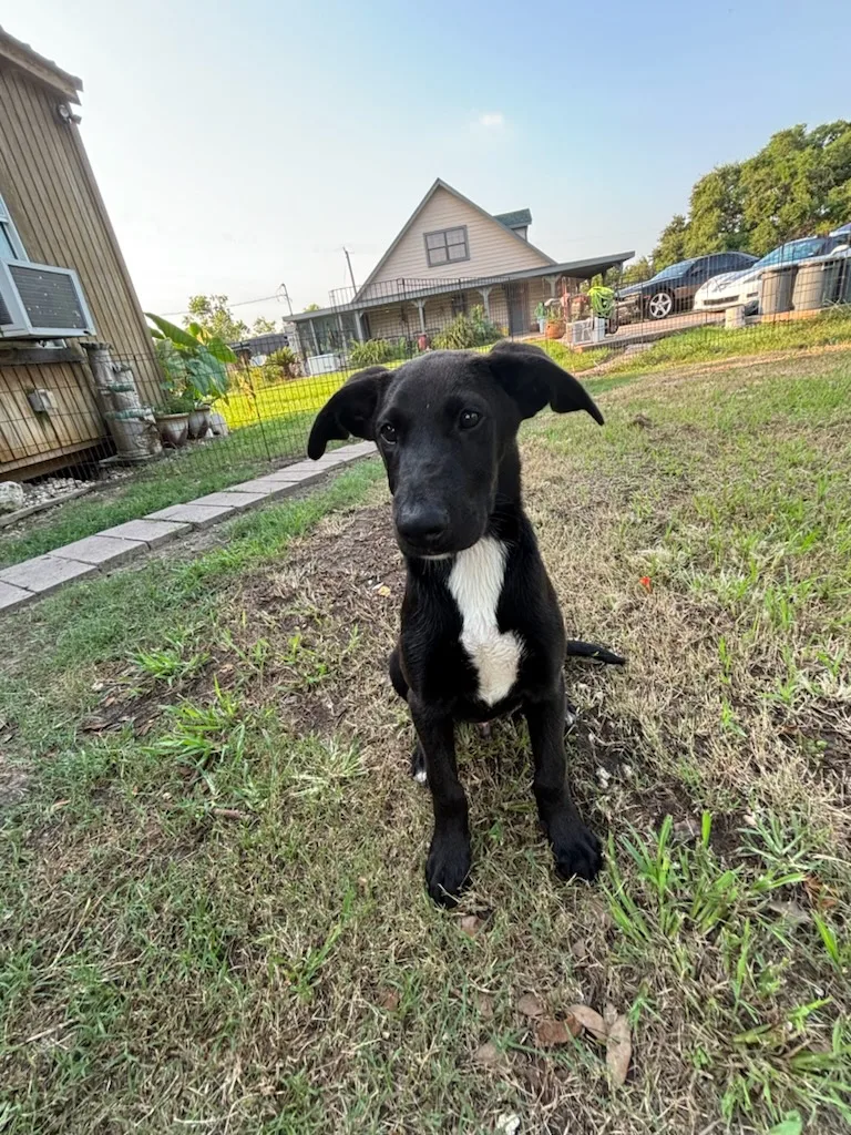 A young medium-sized male Black Labrador Retriever dog named Becket for adoption in Angleton, TX
